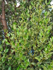 Avicennia marina