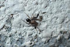 Harmochirus brachiatus