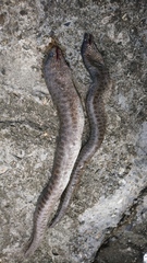 Gymnothorax pictus