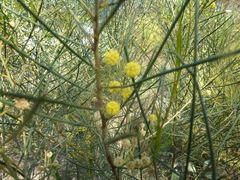 Acacia euthycarpa