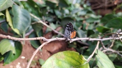 Talicada nyseus nyseus