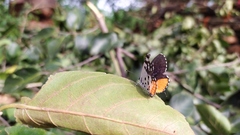 Talicada nyseus nyseus