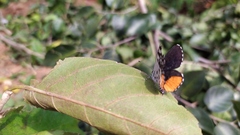 Talicada nyseus nyseus