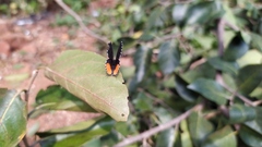 Talicada nyseus nyseus