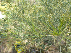 Acacia euthycarpa