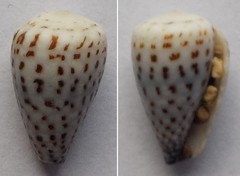 Conus parvatus