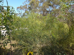 Acacia euthycarpa