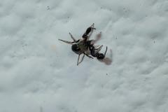 Harmochirus brachiatus
