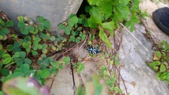 Eupyrgops waltonianus