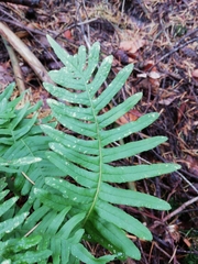 Polypodium vulgare