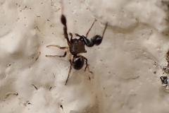 Harmochirus brachiatus