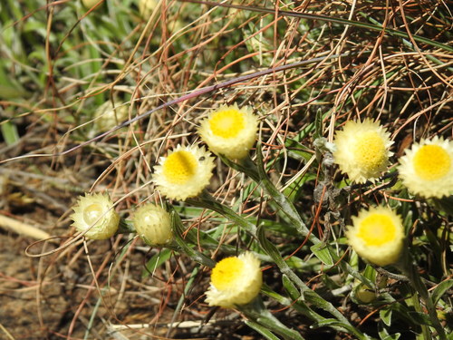 Image of Helichrysum chionosphaerum by (c) Matthew Fainman, some rights reserved (CC BY)