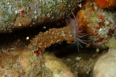 Isaurus tuberculatus