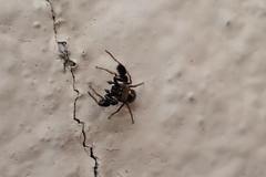 Harmochirus brachiatus