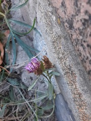 Centaurea jacea