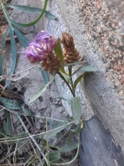 Centaurea jacea