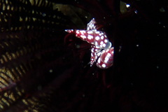 Annulobalcis vinarius