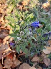 Echium vulgare