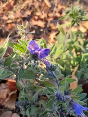 Echium vulgare
