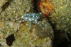 Galatheidae