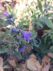 Echium vulgare