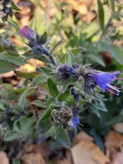 Echium vulgare