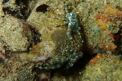 Galatheidae
