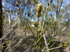Melaleuca uncinata