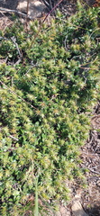 Macledium spinosum
