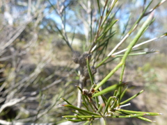 Melaleuca uncinata