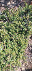 Macledium spinosum