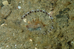 Isarachnanthus
