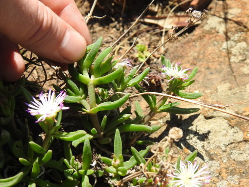 Image of Delosperma herbeum by (c) Matthew Fainman, some rights reserved (CC BY)