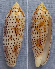 Conus nussatella