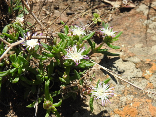 Highveld white vygie (Delosperma herbeum)