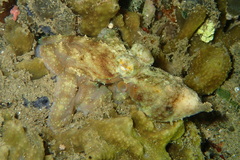 Callistoctopus luteus