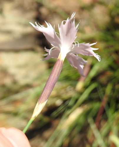 Image of Dianthus mooiensis by (c) Matthew Fainman, some rights reserved (CC BY)