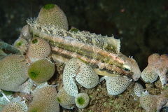 Petroscirtes variabilis
