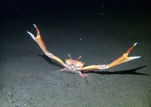 Angular Crab, Uddevalla V, Sweden, photo 8 of 10