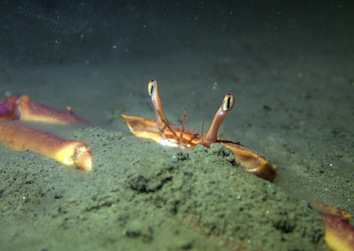 Angular Crab, photo 5 of 10