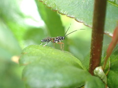 Xanthocryptus novozealandicus
