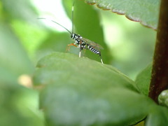 Xanthocryptus novozealandicus