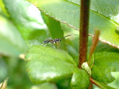 Xanthocryptus novozealandicus