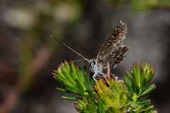 Lepidochrysops robertsoni