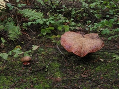 Rubroboletus pulcherrimus