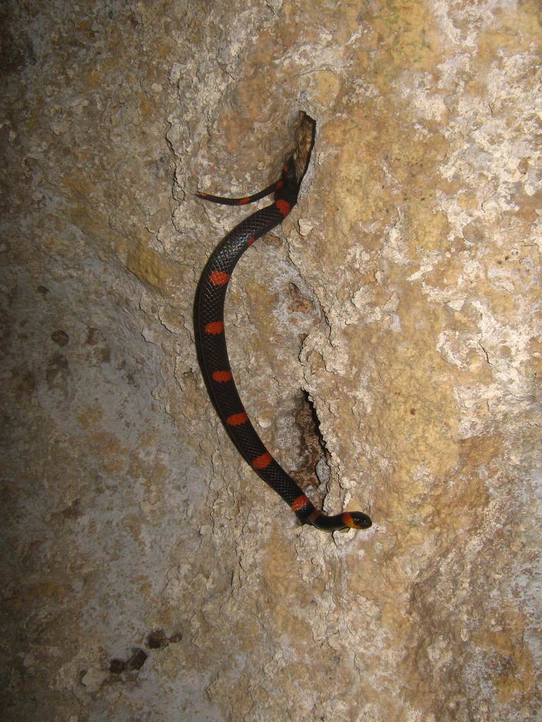 Terrestrial Snail Sucker