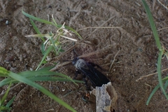 Campsomeriella