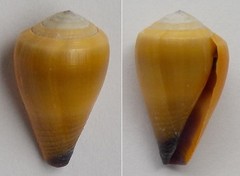 Conus frigidus