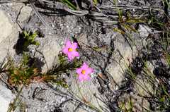 Chironia jasminoides