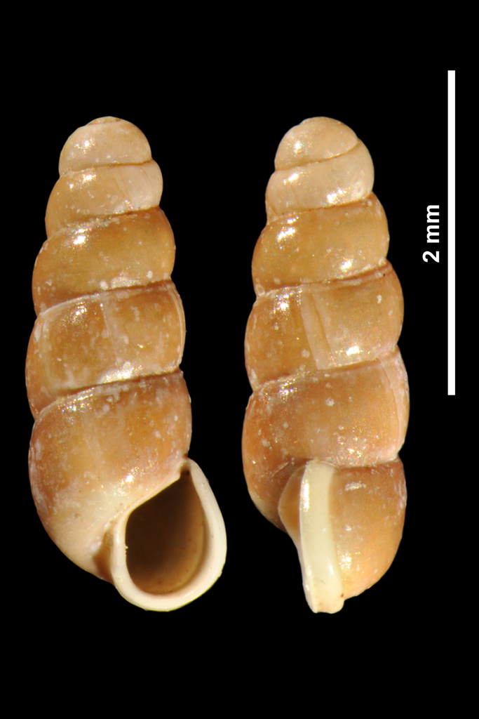 Smooth Needle Snail